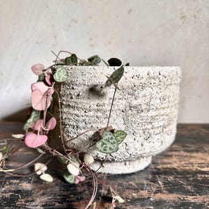 Puede incluir: Una maceta de cerámica blanquecina texturizada con una planta de cadena de corazones. La planta presenta hojas en forma de corazón en tonos verdes y rosas. La maceta está sobre una superficie de madera oscura.