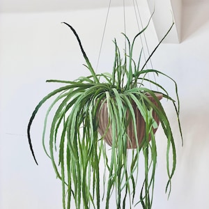 ベラ - ミニマルでエレガントなステンレススチール製ワイヤー製植物サポート＋鉢ハンガー - 植物がまるで浮いているように見えます！