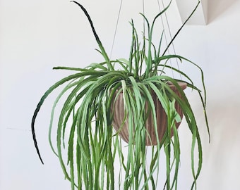 Bella - A Minimal & Elegant Stainless Steel Wire Plant Support + Pot Hanger - plants appear to float!