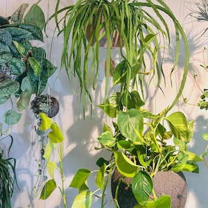 May include: A collection of hanging houseplants with lush green leaves. Different varieties of plants are suspended, displaying diverse leaf forms and textures. The image captures the natural beauty and variety of indoor greenery.