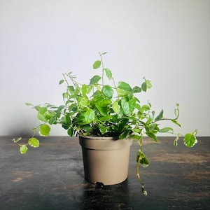 May include: A houseplant in a beige plastic pot, featuring bright green leaves with white margins. The plant sits on a dark wooden surface, with a plain white backdrop. The foliage is dense and healthy.