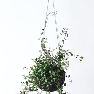 Bella - A Minimal & Elegant Stainless Steel Wire Plant Support + Pot Hanger - plants appear to float!