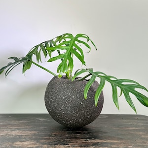 May include: A green plant with large, uniquely shaped leaves is potted in a dark gray, spherical container. The container has a textured surface and sits on a wooden surface. The plant's leaves extend outward, creating a natural, decorative display.