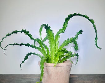 Asplenium antiquum 'Osaka' -Japanese Fern -  Indoor Fern in 1litre pot