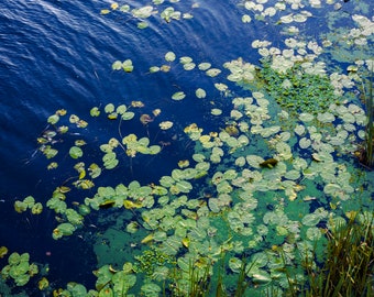 Water lilies nature