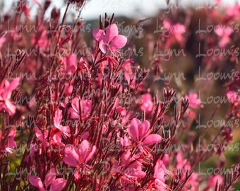 Pink Flowers - digital download, wild flowers