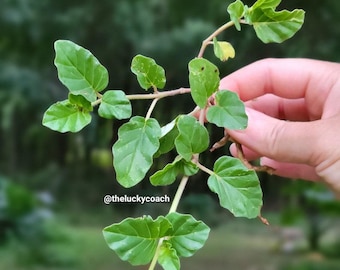Ewe Etiponla Atiponla Riches Wealth Magnet Attract Money Fresh or Dry Cuttings With or Without Root