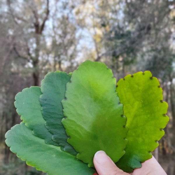 12 Miracle Leaf LEAVES Leaf of Life Money Prosperity Money Blessing Intention Money Manifestation Fortune Drawing Lucky LEAVES