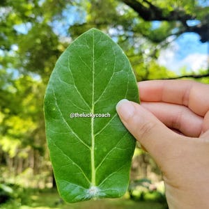 May include: A vibrant green leaf with prominent veins is held up against a blurred background of trees and sky. The leaf's texture and details are visible, showcasing its natural form. The image includes the text "@theluckycoach".