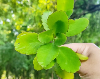 Live Plant Miracle Leaf LEAVES Leaf of Life Money Prosperity Money Blessing Intention Money Manifestation Fortune Drawing Lucky Small Size