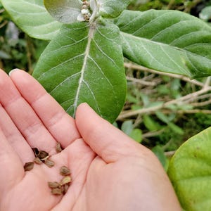 esenta plant Epazote  Truelove Seeds