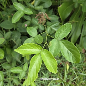 SEEDS Fresh Strongback Strong Back Herb Seeds Desmodium Incanum