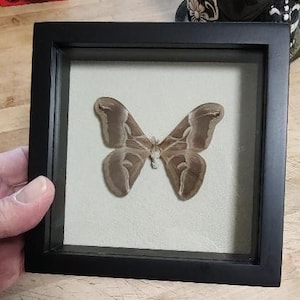 Lovely 5 x 5 framed Samia cynthia moth