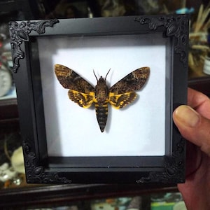 Framed Death’s-Head Hawkmoth – Gothic Shadow Box with Ethically Sourced Acherontia | Witchy Curio with Skull Marking