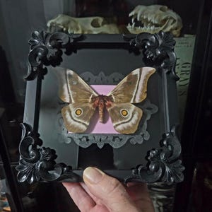 May include: A framed butterfly specimen with a black ornate frame. The butterfly has brown and white wings with yellow and black eye-like markings. The background is a light pink color.