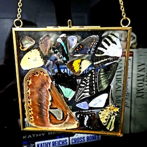 May include: A square brass-framed glass display case containing an assortment of various butterfly wings in shades of brown, yellow, black, white, and blue. The display is suspended by a gold-toned chain attached to the top corners of the frame.