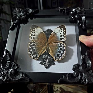 May include: A framed butterfly specimen with a black ornate frame. The butterfly has brown and white wings with intricate patterns. The frame has decorative corner accents.
