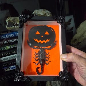 Halloween Jack-O’-Lantern Scorpion Shadow Box | Gothic Oddities Decor