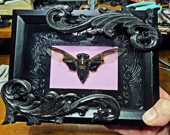 Vampire Bat Cicada Shadow Box – Cryptotympana aquila Specimen Art