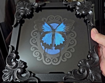 Framed Papilio ulysses – Real Blue Swallowtail Butterfly, Gothic Wall Art, Mystical Nature Specimen