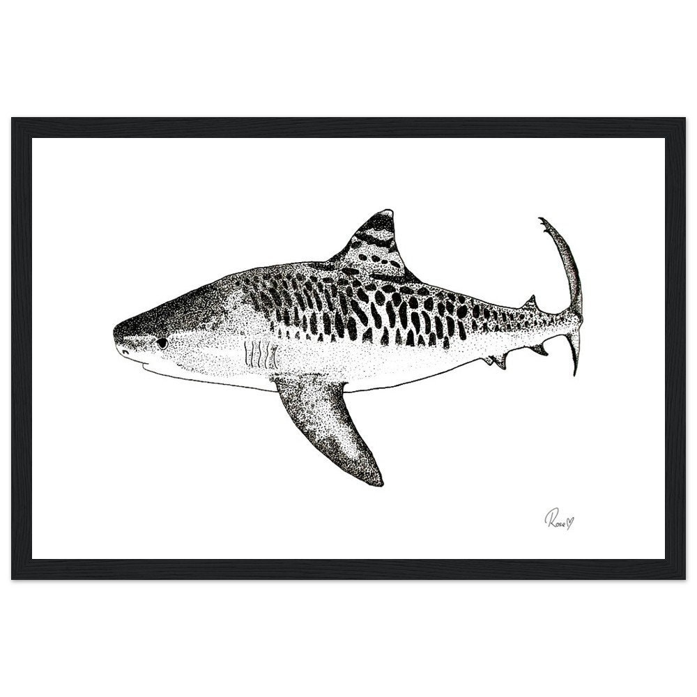 Shark Ink Drawing -  Norway