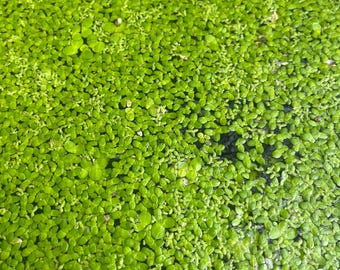 Small duckweed - 10 grams starter culture