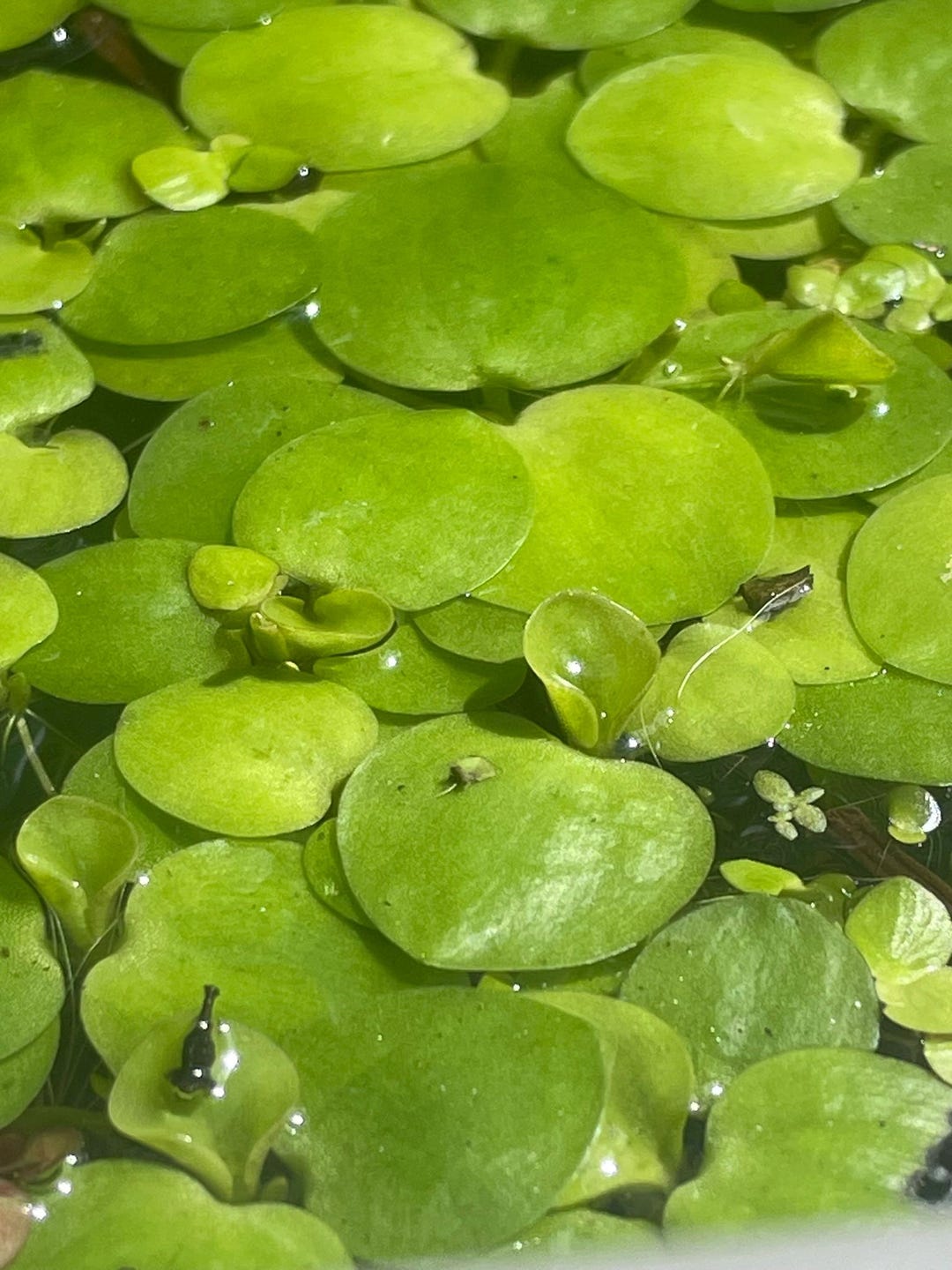 12+ Amazon Frogbit Floating Aquarium Plant - Etsy