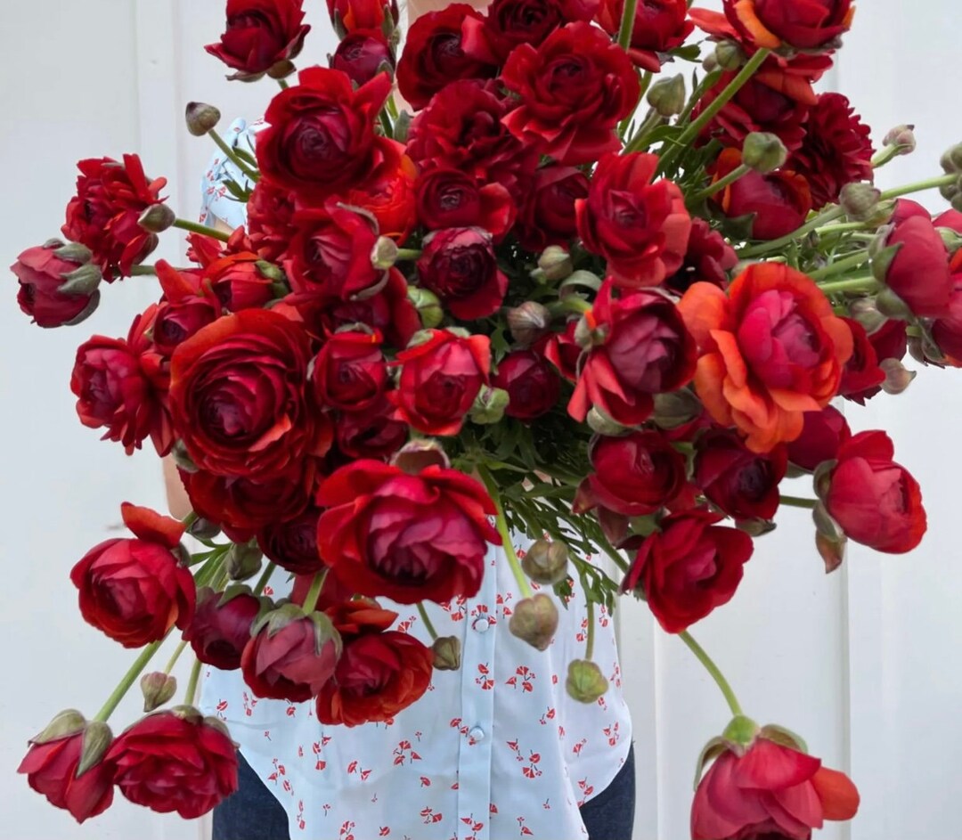 Labelle Chocolate // 10 French Ranunculus Corms Etsy