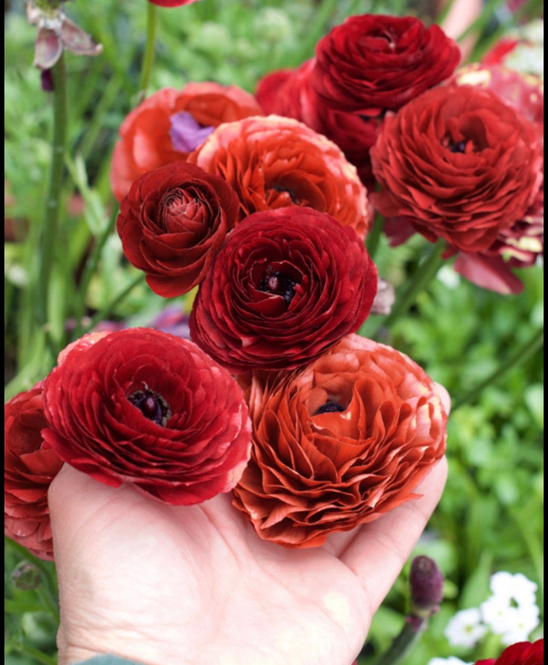 Labelle Chocolate // 10 French Ranunculus Corms Etsy