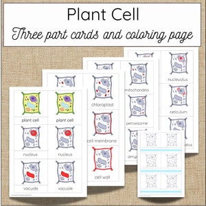 May include: A set of printable plant cell flashcards with illustrations and labels for the cell wall, cell membrane, nucleus, nucleolus, vacuole, chloroplast, mitochondria, peroxisome, reticulum, and cytoplasm. The set also includes a colouring page with outlines of plant cells.