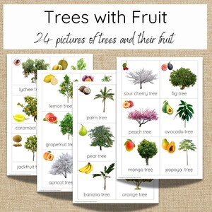 May include: A set of 24 flashcards featuring illustrations of different fruit trees and their fruits. Each card has a white background with a color illustration of a tree and its fruit, along with the name of the tree in black text.