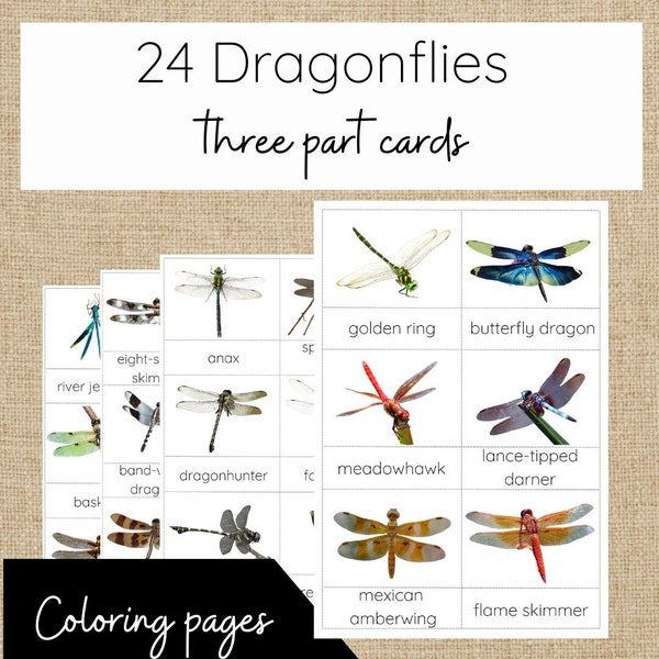 24 Types of Dragonflies