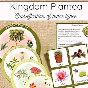 May include: A colorful chart illustrating the classification of plant types within the Kingdom Plantea. The chart includes images of a cactus, pine, lotus, and venus fly trap.