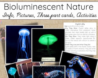 Glowing Life: Bioluminescent Animals and Fungi