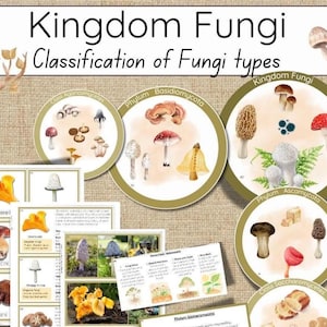 May include: A colourful educational chart illustrating the classification of fungi types. The chart features illustrations of different types of mushrooms, including chanterelles, porcini, and reishi. The chart also includes the scientific names for each type of fungi.