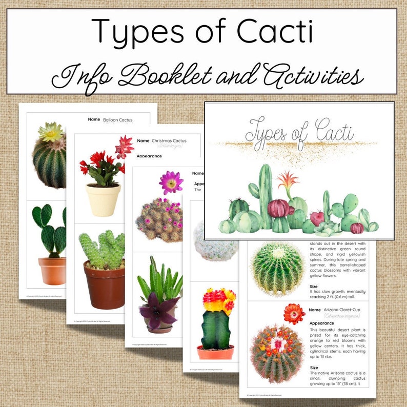 Types of Cacti - Etsy