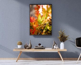 Campfire Crassula Macro Print – Botanical Succulent Photography (Digital Download)