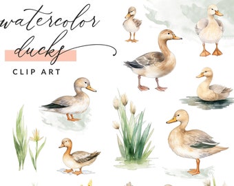 Clipart de pato aquarela, clipart de pato-real, clipart de pato, clipart de pato, imagens PNG, uso comercial, download instantâneo
