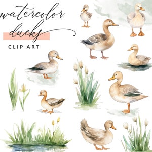 Watercolor Ducks Clipart, Mallard Duck Clipart, Duck Clipart, Duck Clip Art, PNG Images, Commercial Use, Instant Download