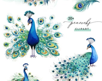 Aquarel Peacock Clipart PNG-afbeeldingen, aquarel Peacock illustraties, commercieel gebruik, Instant Download