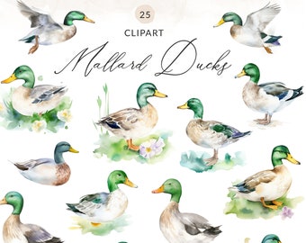 Watercolor Ducks Clipart, Watercolor Mallard Duck Clipart, Painted Duck Clipart, Duck Clip Art, Duck PNG Images, Commercial Use, Download