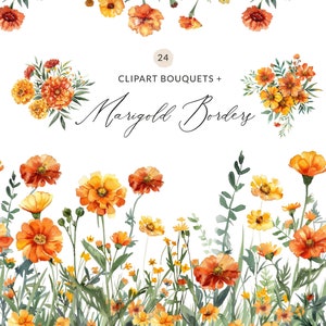 Akvarell ringblomma Clipart, ringblommakanter, måleriska ringblomma akvarell clipartkanter, höstblommakanter, höstringblommor