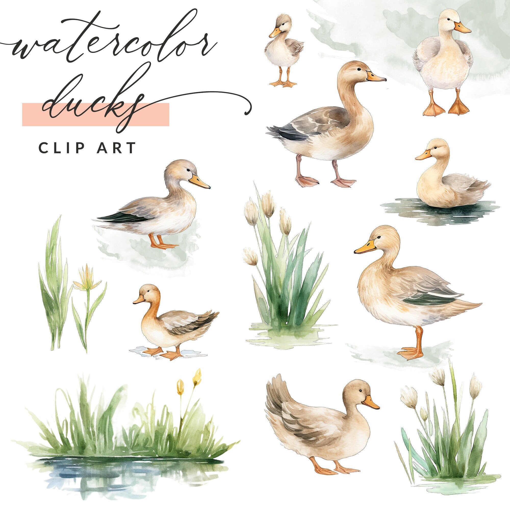 Watercolor Ducks Clipart, Mallard Duck Clipart, Duck Clipart, Duck Clip
