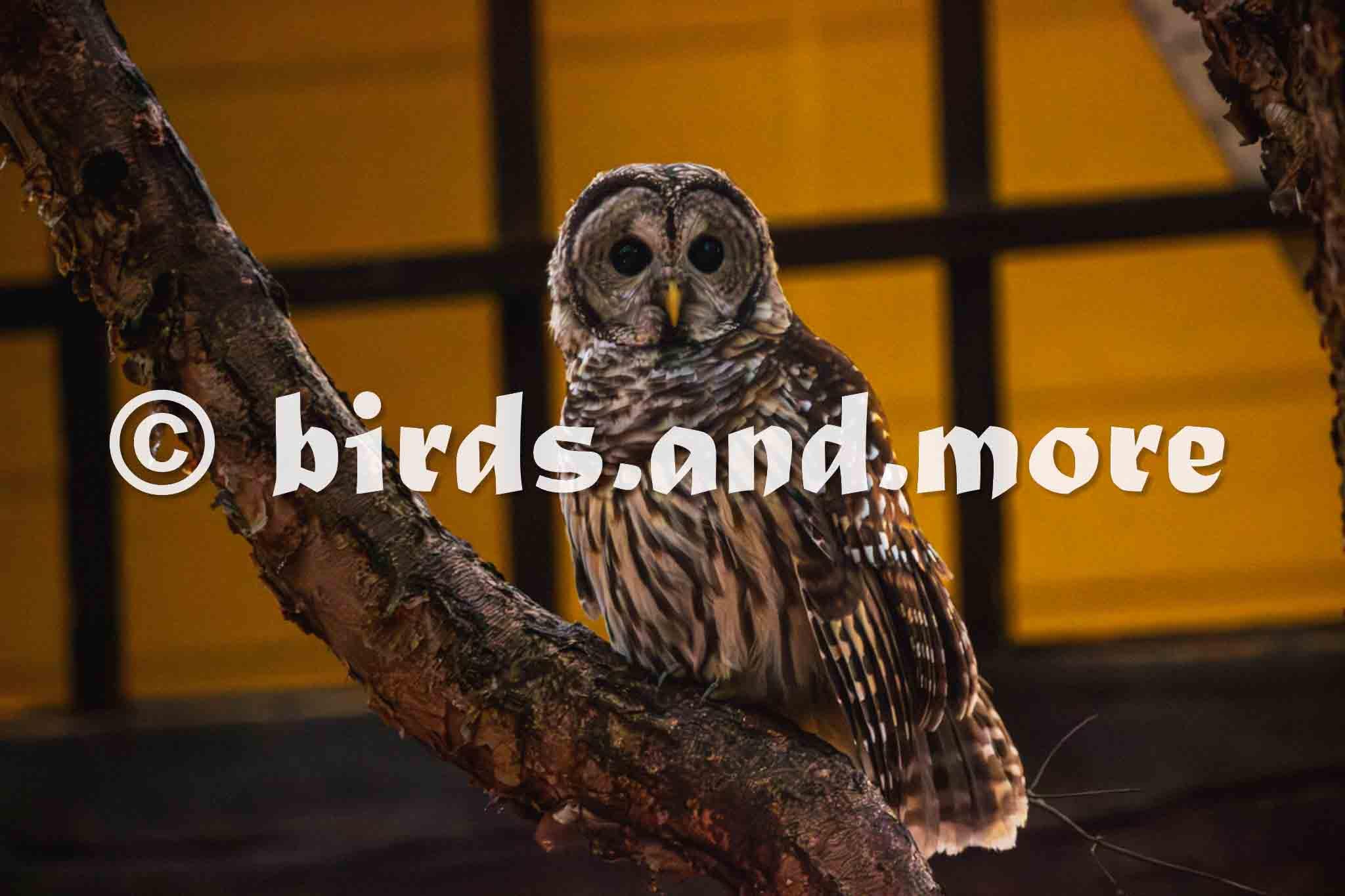 Barred Owl Photo Print or Canvas, Bird Portrait Wall Art
