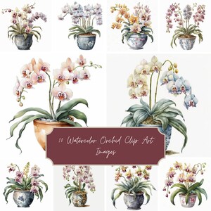 May include: Ten watercolour illustrations of orchids in pots. The orchids are in various colours, including pink, white, yellow, and purple. The pots are all different shapes and sizes, and some have decorative designs.