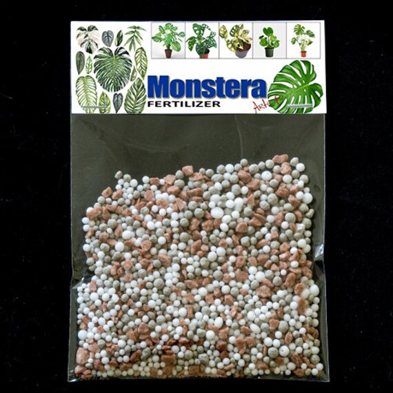 monstera alba Monstera 'Albo Borsigiana' - Rare White Variegated Collector Plant