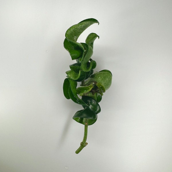 Hoya Compacta Etsy