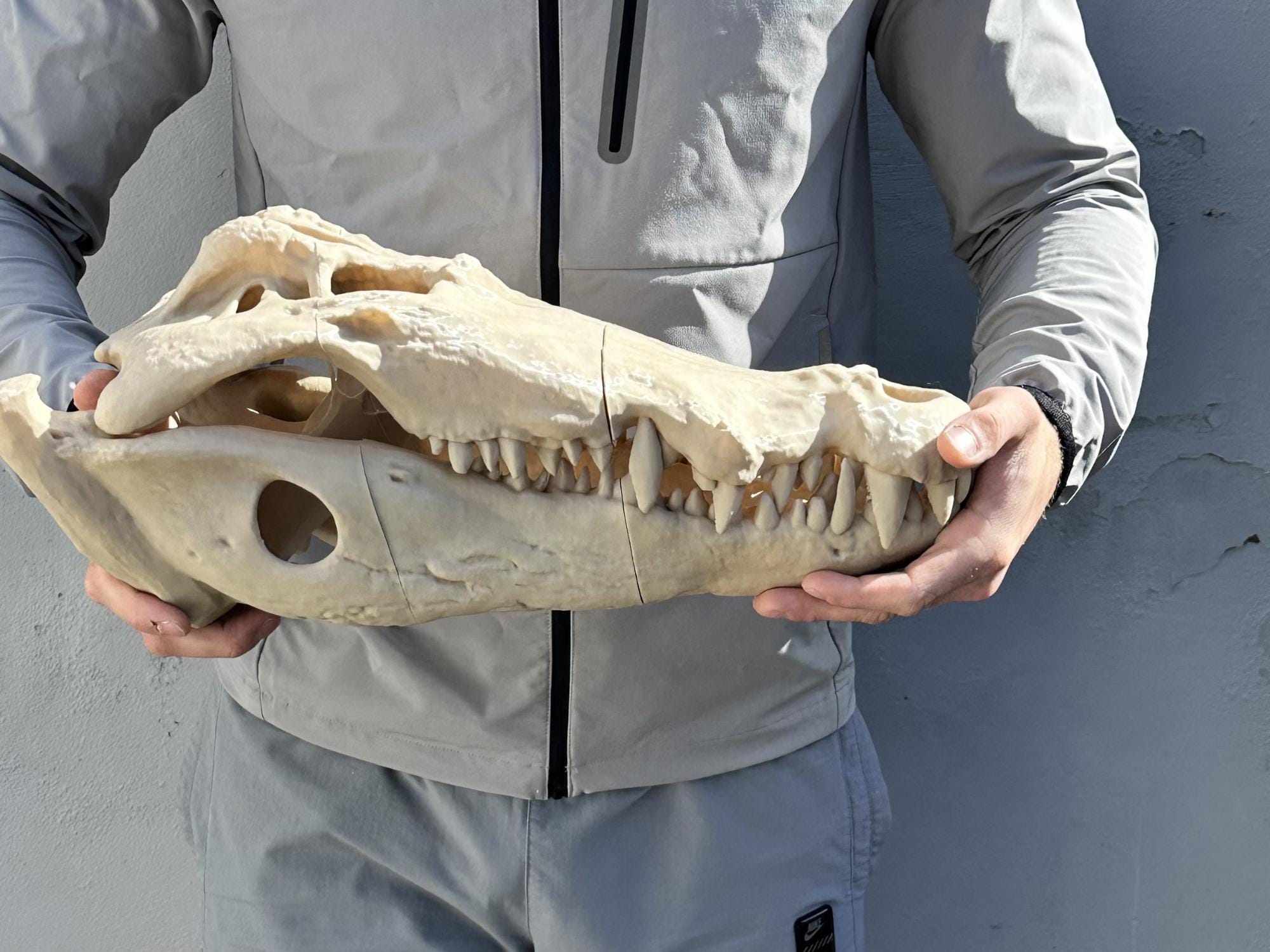 Nile Crocodile Skull - Etsy