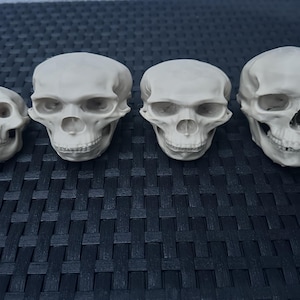 Könnte beinhalten: Vier cremefarbene Schädelmodelle unterschiedlicher Größe sind in einer Reihe angeordnet. Die Schädel weisen detaillierte Merkmale auf, darunter Augenhöhlen, Nasenhöhlen und Zähne. Die Schädel werden auf einer dunklen, strukturierten Oberfläche präsentiert.