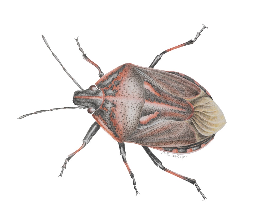 Dibujo a lápiz de insecto escudo - Etsy México
